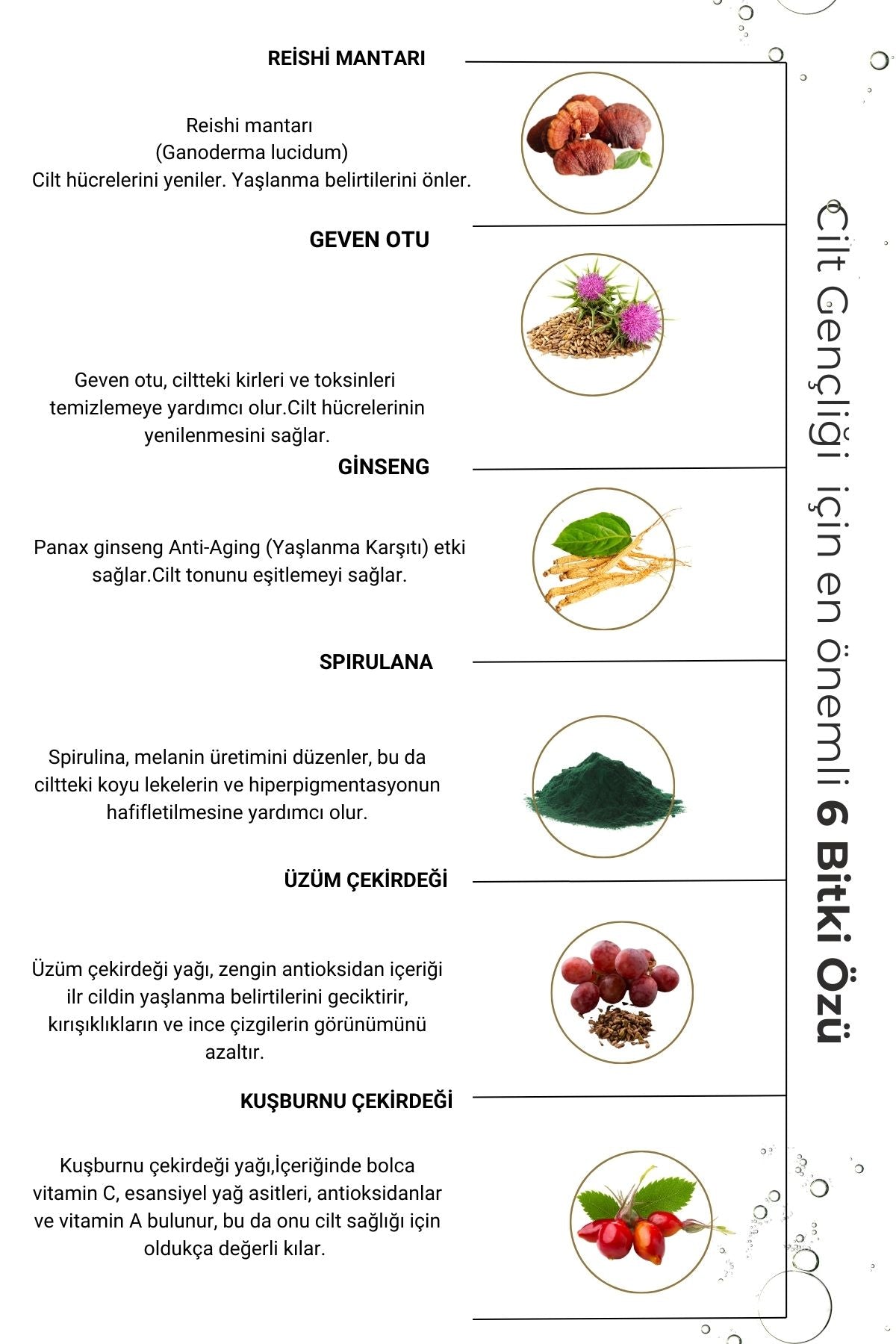 Renewal Yaşlanma KarşıtıSerum Retinol Peptit Bakuchoil, Reishi Mantarı Ginseng Geven